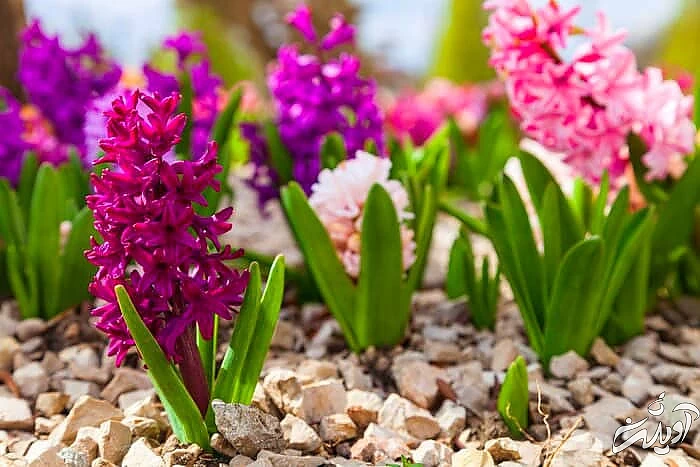 سنبل ولایتی 